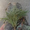 Tillandsia Capillaris Cluster - Miniature Air Plant - 2-3" - Rare Variety