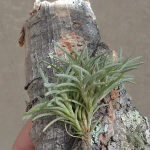 Tillandsia Capillaris Cluster - Miniature Air Plant - 2-3" - Rare Variety