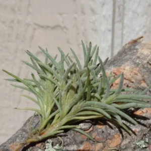 Tillandsia Capillaris Cluster - Miniature Air Plant - 2-3
