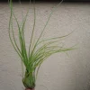 Tillandsia Disticha Green Air Plant - Large Size Emerald Green