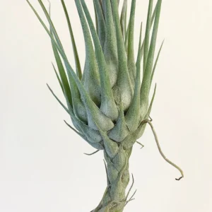 Tillandsia Disticha Green Air Plant - Large Size Emerald Green