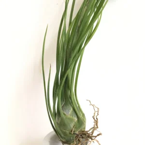 Tillandsia Disticha Green Air Plant - Large Size Emerald Green