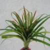 Tillandsia Flabellata Air Plant 8-12" – Unique Indoor Plant