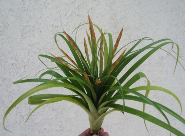 Tillandsia Flabellata Air Plant 8-12" – Unique Indoor Plant