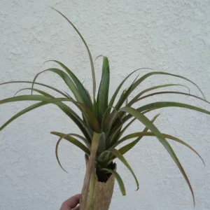 Tillandsia Flabellata Air Plant 8-12" – Unique Indoor Plant