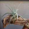 Tillandsia Ixioides Air Plant 3-5 Inch Silvery Green with Yellow Flower