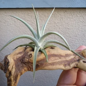Tillandsia Ixioides Air Plant 3-5 Inch Silvery Green with Yellow Flower