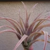 Tillandsia Schatzlii Red Air Plant 4-6 inch Fuzzy Pink/Green
