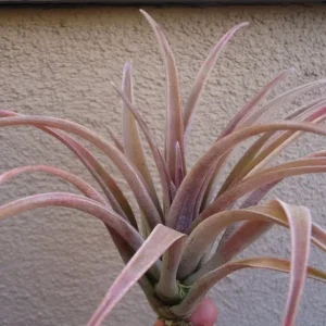 Tillandsia Schatzlii Red Air Plant 4-6 inch Fuzzy Pink/Green