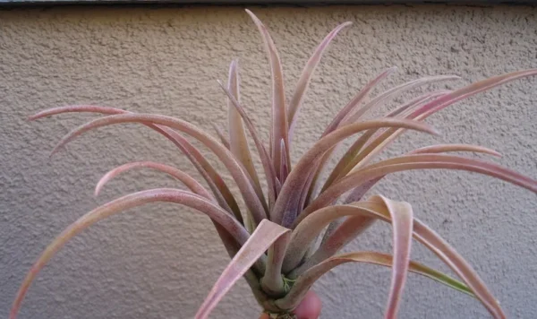 Tillandsia Schatzlii Red Air Plant 4-6 inch Fuzzy Pink/Green
