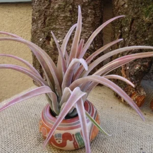 Tillandsia Schatzlii Red Air Plant 4-6 inch Fuzzy Pink/Green