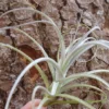 Tillandsia Straminea Bush Air Plant - Fountain Shape - Fragrant Flowers