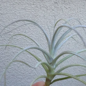 Tillandsia Straminea Bush Air Plant - Fountain Shape - Fragrant Flowers