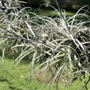 Tillandsia Straminea Bush Air Plant - Fountain Shape - Fragrant Flowers