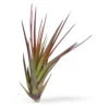Tillandsia Tricolor Melanocrater Air Plant 4-6 inch Exotic Beauty