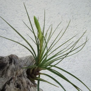 Tillandsia Tricolor Melanocrater Air Plant 4-6 inch Exotic Beauty