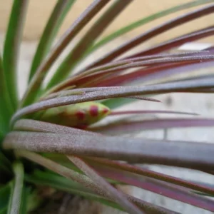 Tillandsia Tricolor Melanocrater Air Plant 4-6 inch Exotic Beauty