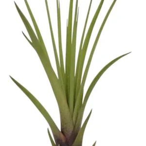 Tillandsia Tricolor Melanocrater Air Plant 4-6 inch Exotic Beauty