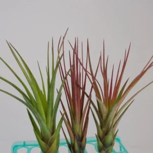Tillandsia Tricolor Melanocrater Air Plant 4-6 inch Exotic Beauty