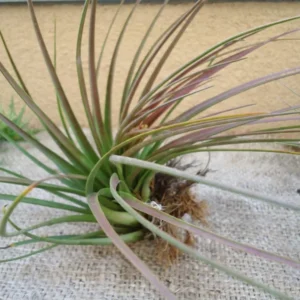 Tillandsia Tricolor Melanocrater Air Plant 4-6 inch Exotic Beauty