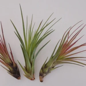Tillandsia Tricolor Melanocrater Air Plant 4-6 inch Exotic Beauty