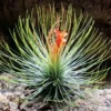 Tillandsia andreana Air Plant - Shaving Brush - 3 inch - Orange Blooms - Easy Care
