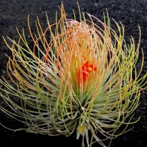 Tillandsia andreana Air Plant - Shaving Brush - 3 inch - Orange Blooms - Easy Care