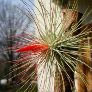 Tillandsia andreana Air Plant - Shaving Brush - 3 inch - Orange Blooms - Easy Care