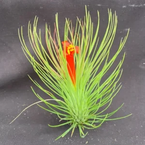 Tillandsia andreana Air Plant - Shaving Brush - 3 inch - Orange Blooms - Easy Care
