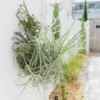 Tillandsia duratii Air Plant - Unique Fragrant Blooming Variety 6-8 inch