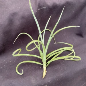 Tillandsia duratii Air Plant - Unique Fragrant Blooming Variety 6-8 inch