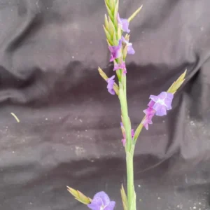 Tillandsia duratii Air Plant - Unique Fragrant Blooming Variety 6-8 inch