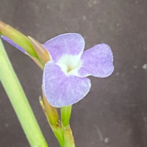Tillandsia duratii Air Plant - Unique Fragrant Blooming Variety 6-8 inch