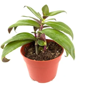Tradescantia Green Nanouk Houseplant 4" Pot - Green & Purple Indoor Plant