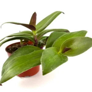 Tradescantia Green Nanouk Houseplant 4