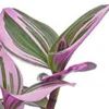 Tradescantia Wandering Jew Plant 4" Potted Houseplant Variegated