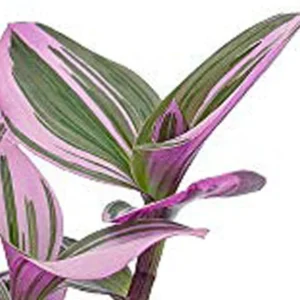 Tradescantia Wandering Jew Plant 4" Potted Houseplant Variegated