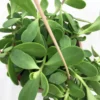 Trailing Jade Plant Senecio Jacobsenii 2.5" Pot Succulent Easy Care