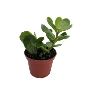 Trailing Jade Plant Senecio Jacobsenii 2.5