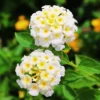Trailing Lantana Plant - 2 Live White Perennial Plants - 4-6 Inch Tall