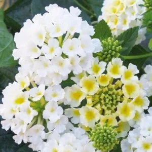 Trailing Lantana Plant - 2 Live White Perennial Plants - 4-6 Inch Tall