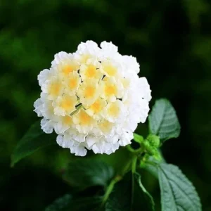 Trailing Lantana Plant - 2 Live White Perennial Plants - 4-6 Inch Tall