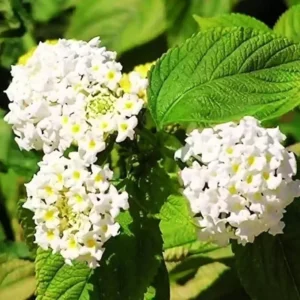 Trailing Lantana Plant - 2 Live White Perennial Plants - 4-6 Inch Tall