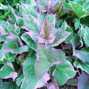 Tri-Color Purple Sweet Potato Vine - 4 Inch Pot - Outdoor Planting