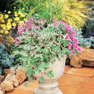 Tri-Color Purple Sweet Potato Vine - 4 Inch Pot - Outdoor Planting