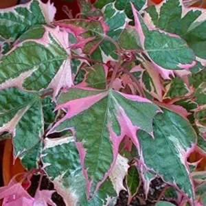 Tri-Color Purple Sweet Potato Vine - 4 Inch Pot - Outdoor Planting