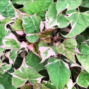 Tri-Color Purple Sweet Potato Vine - 4 Inch Pot - Outdoor Planting