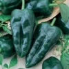 Trident Poblano Pepper Plants SET 2 - Hot Pepper Plants 4-6 Inch Tall