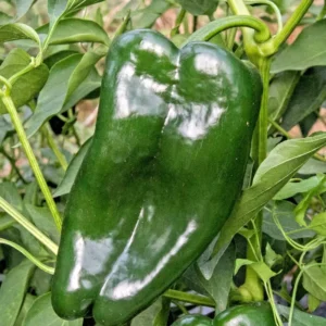 Trident Poblano Pepper Plants SET 2 - Hot Pepper Plants 4-6 Inch Tall
