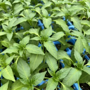 Trident Poblano Pepper Plants SET 2 - Hot Pepper Plants 4-6 Inch Tall